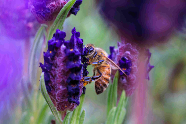 A honeybee drinks nectar from a lavender flower. She's surrounded by more deep purple flowers.