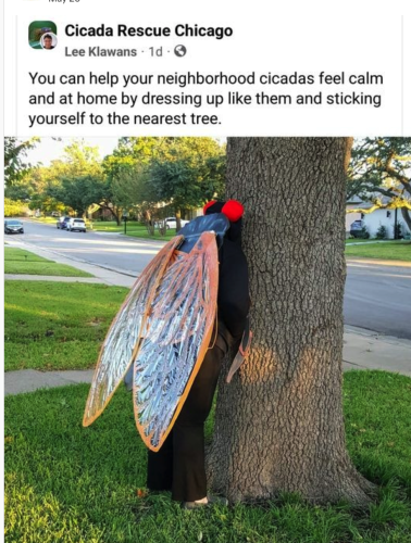 An account called "Cicada Rescue Chicago" posts: You can help your neighborhood cicadas feel calm and at home by dressing up like them and sticking yourself to the nearest tree. 

A photo of a person in a cicada costume in a suburban lawn leading on a large oak tree. 