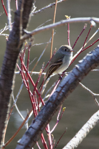 A small flycatcher perched in a barely budding deciduous tree. Like other flycatchers, it is a soft grey creature with a sharp little insect-grabbing beak, a large eye with a distinct eye ring, a pale underbelly, and dark wings showing white wing bars when folded. It has no visible ‘peak’ in the feathers of its head, like a Dusky. However, its wingtips seem a little long, like a Hammond’s.  And is that a pale band across the forehead, like a Gray Flycatcher?! I think it’s a Dusky! But how can I ever be sure?!