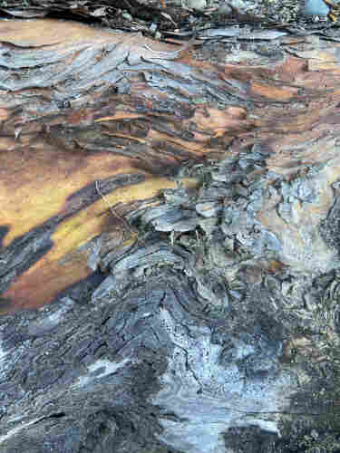 Closeup of a section of bark of a pacific madrone tree. The bark is peeling unevenly over a joint in the trees, forming swirls of woodgrain and papery bark in tones of tan, red, brown, blue, and gray. 