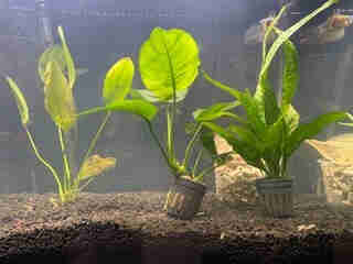 Anubias and Java Fern not yet moved to wood and large bladed root plant anchored to substrate.