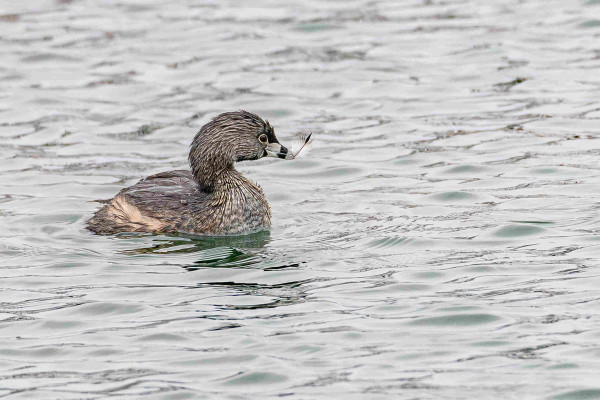 Photograph of a pied-billed grebe swimming in blue-green water reflecting a grey, overcast sky above. The grebe is facing right leaving one eye visible and has just plucked a feather from its back. Pied-billed grebes have brown to grey body feathers, a black mask above and below the beak, dark eyes surrounded by a pale grey eyeliner, a silvery-grey, pointed beak that is designed for grabbing fish underwater, a vertical black stripe about halfway down the beak, and instead of webbed feet they have large lobed toes for perambulation.