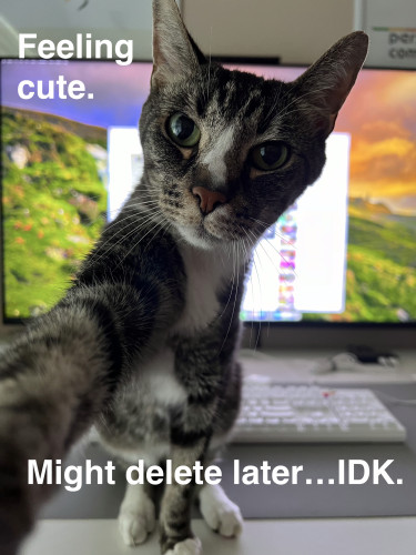 A picture of a tabby cat sitting on a desk looking like he's taking a selfie. The caption reads "Feeling cute. Might delete later...IDK."