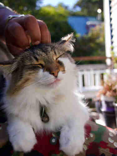 Calico cat sitting on a lap on an outdoor bench with a satisfied look on her face as a brown hand skritches her forehead.