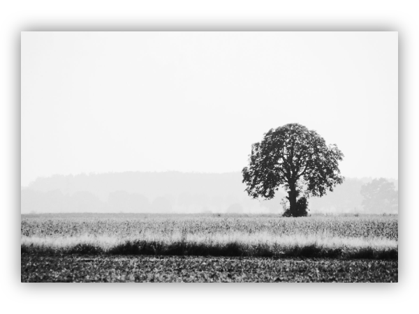 Lonely tree in the field.