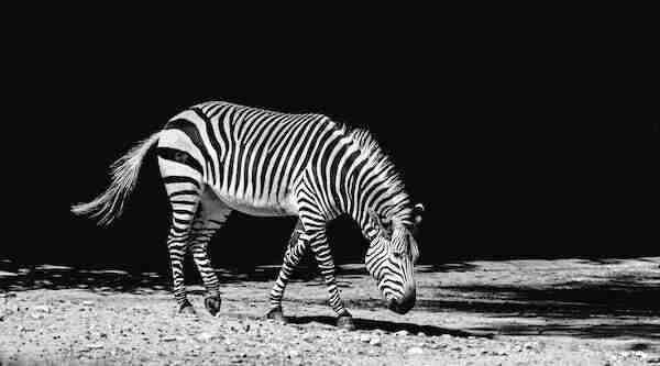 Black and white photo of a zebra on light grey coloured soil to a black background. 