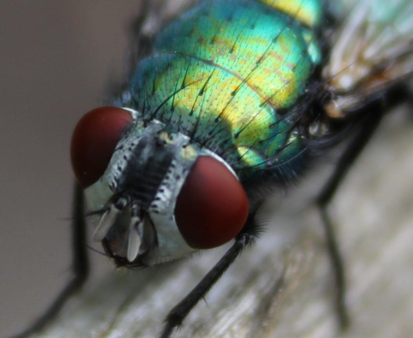 A macro of a common green bottle fly.  The body is an iridescent green covered in black hairs. The eyes are large and red. The whole head looks like its wearing a helmet.