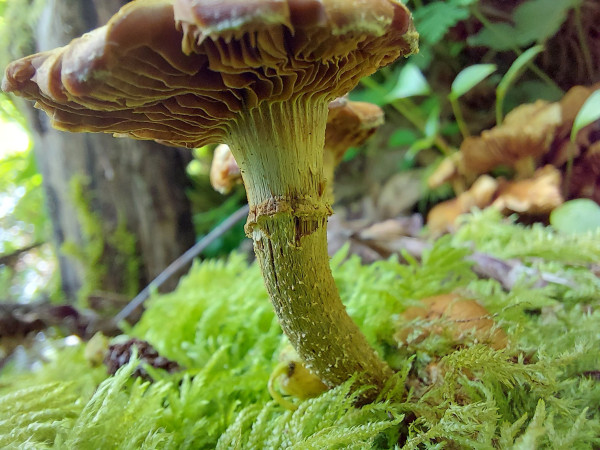 a "bugs eye view" of the underside of a mushroom, in reality fairly small but seemingly towering here, in a thick bed of moss; the brown gills on the underside of the cap bleed into the more flaky long "neck" of its body