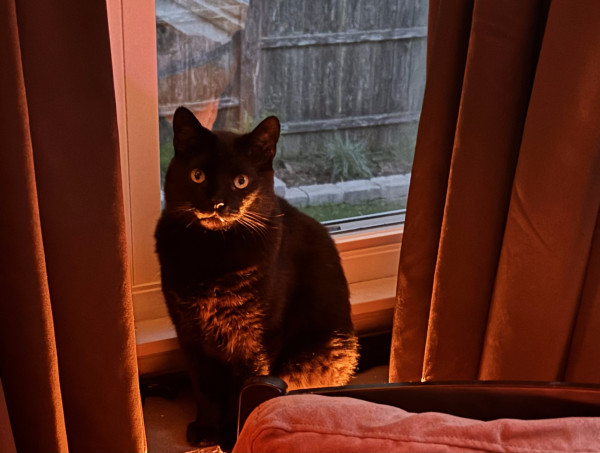 A black cat is sitting on a window ledge. He has located the perfect spot for the indirect lighting on the floor to light him from below, so he as a rather spooky aspect in red--range light. Out the window behind him a fence and yard can be seen in twilight.
