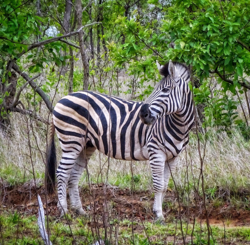 A proud looking Burchells zebra stands calmly looking over his shoulder to left amongst the brush and green foliage in Kruger National Park, South Africa 