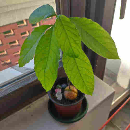 Potted avocado plant with big green leaves 