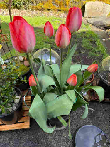 Red tulips in a pot, still not quite open. 