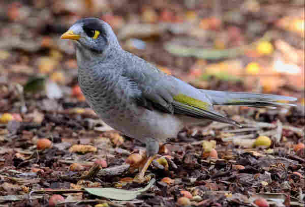 A grey bird, with dark brow and yellow splodge behind its eye stands on the ground under a tree, surrounded by leaf litter and fallen berries. It has a yellow-green stripe down its wing
