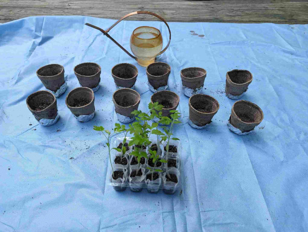 seed tray with tomato seedlings in front of prepared peat pots and a watering can, on a blue drop cloth