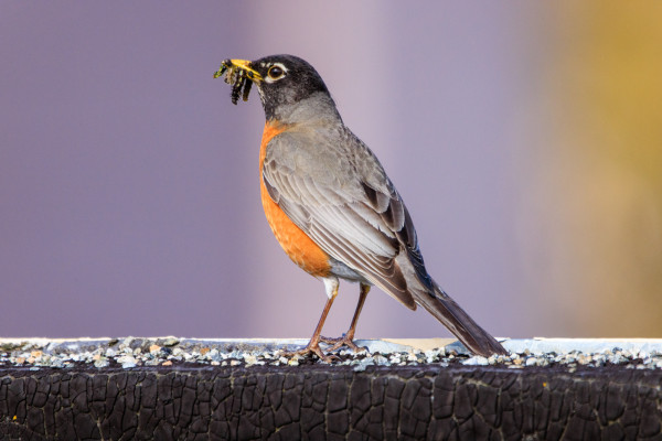 An American robin stands on the edge of a roof after rearranging their caterpillar harvest neatly in their yellow beak.