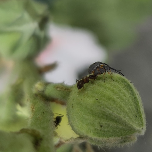 Two small grey/blue weevils copulating on a flower bug. An ant is approaching them.