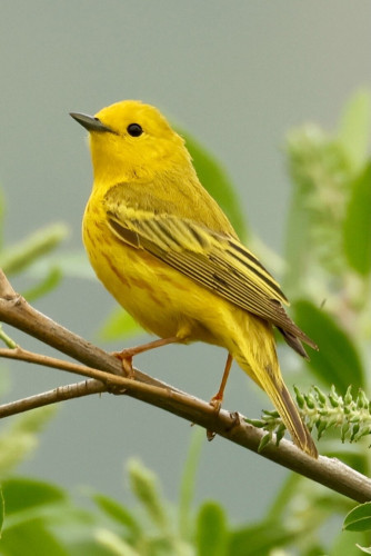 A brilliant small bird the color of a lemon, with a black dot for an eye.