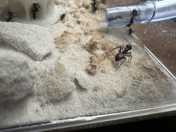 A black ant with pink spots on her gaster crosses a sandy dune to the long tube to the upper chamber. 
