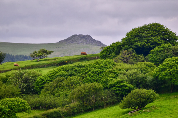 A cow grazes in green fields below a craggy rocky hill.