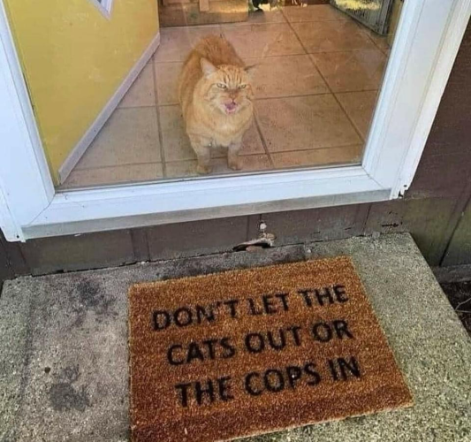 (A big orange cat standing behind a screen door) Door mat: “DONT LET THE CATS OUT OR THE COPS IN”
