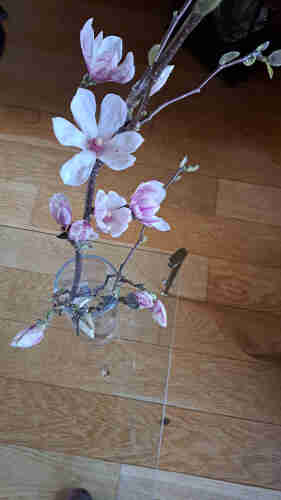 on a glass table above wooden floor one twig of Magnolia with several buds and one pink, open flower