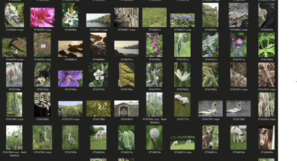 Screenshot of a folder full of photos in it. There are about 50 visible in rows, including shots of lichen, flowers, donkeys, birds, leaves, landscapes etc