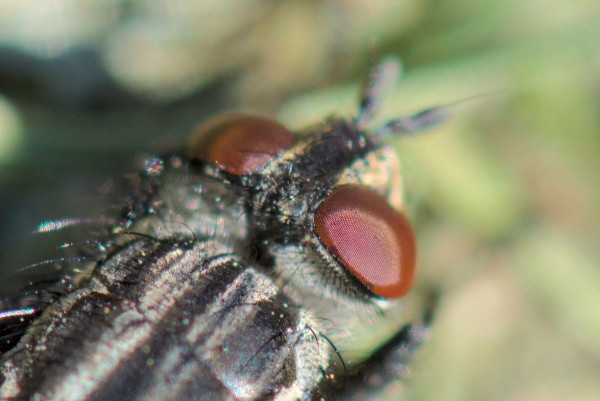 Close up on the face of a big black fly. The individual eye segments are visible