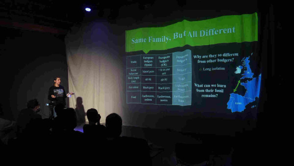 Photograph taken from the NerdNite live feed, showing Emma standing in front a slide projected onto a curtain describing the difference between badgers in Spain, the UK and Japan. One of te biggest is that Japanese badgers are solitary. 