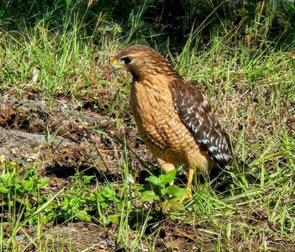 A beautifully colored hawk has landed in a patch of grass right in front of me. Mostly motionless except for a turn of its head. With a full chest of orange-rust feathers, different brown shades on head and wings. A small sharp beak and large black eyes.