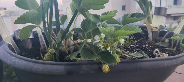 strawberries growing in a balcony planter 
