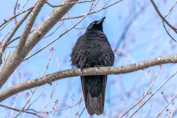 Image of a crow perched on a tree branch with out of focus branches and twigs and a blue sky in the background. The crow is facing the camera with its head raised up and to the right, its visible eye searching the skies, and its tail pointed directly down. The crow has fluffed up its feathers which is a technique many bird species deploy to stay warmer on cold days. Crows have black body feathers, dark eyes, shiny black beaks, and black legs and feet. 