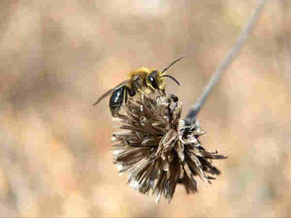A roughly honeybee-sized bee, black with golden-yellow fuzz on its head and thorax, with long antennae, perched on a dead flower head in the still winter-brown oak savannah of High Park.