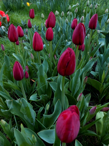Deep burgundy tulips with their petals closed, amid luscious green foliage.