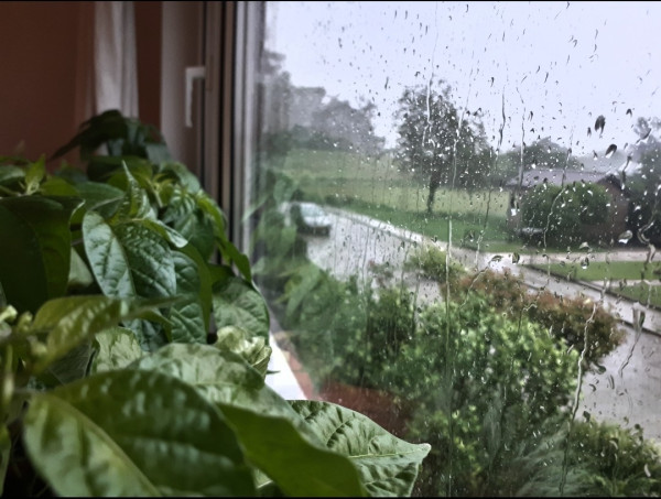 A few chilli plants in pots on a windowsill. The window is covered with raindrops. Outside, a little blurred, is a small street and some trees.

