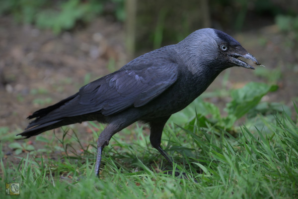 A Jackdaw searching for food on the woodland food