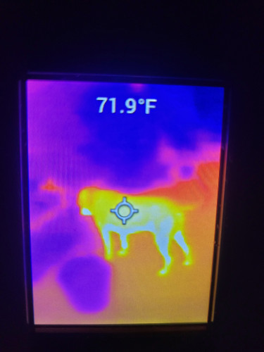 Large dog shaped orange glow on a FLIR screen