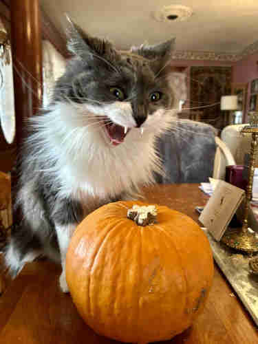 A fluffy grey and white kitty standing over a medium sized round pumpkin, with her mouth open, an intense look in her eyes, ears pointed back, and fangs poised as if to sink them into the pumpkin. Spoiler: she was actually yawning.