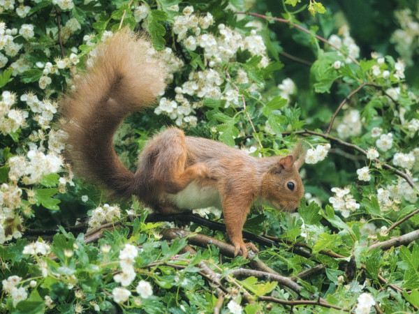 An image of a red squirrel amongst a flowering hawthorn. Aberdeenshire, Scotland