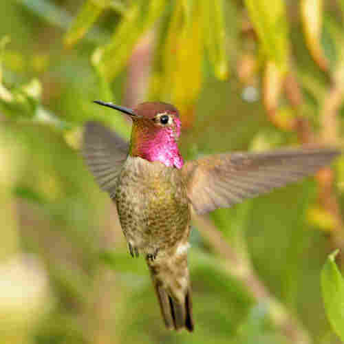 Male Anna’s hummingbird hovering 