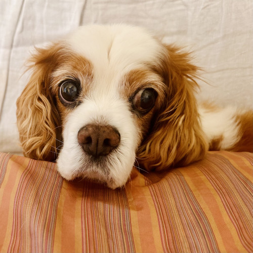 A photo of cookie the Cavalier spaniel inside a couch. You can only see her head. She has cataracts in her eyes if you look hard 